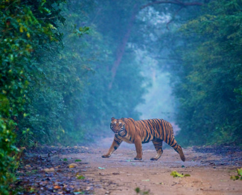 Tiger in Corbett Accessible Trip with Planet Abled