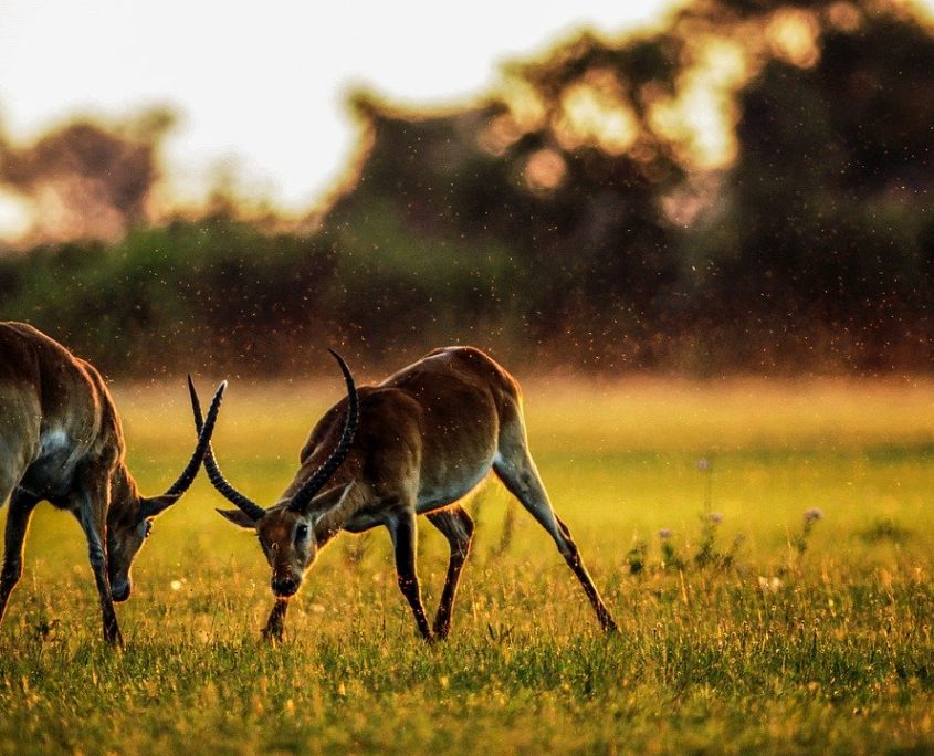 Two antelopes locking horns at dusk over a carpet of yellow-green grass in an African safari