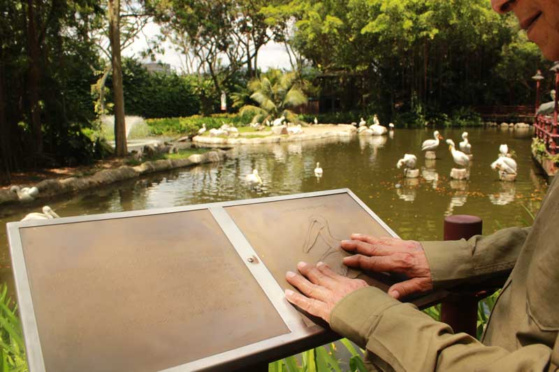 A blind person is touching a tactile 2D plaque of a swan. Details are written on the left side in braille on the plaque. Many swans are seen floating in water pond in the background.